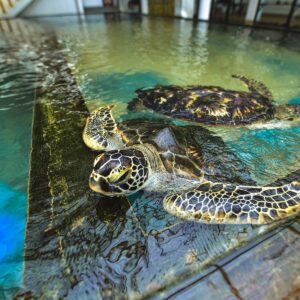sea-turtle-farm-and-hatchery